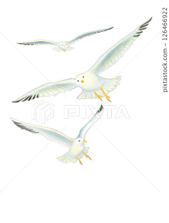 海鷗色鉛筆畫 126466922
