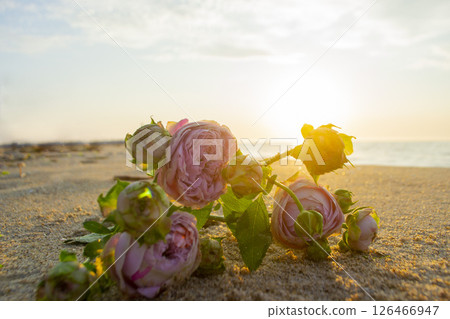 Rose flowers lying on sand of beach of sea shore coast at sunset dawn close-up. Blossoming blooming flowers of pink roses on sand of sea coast with setting rising sun. Romance mood romantic concept Rose flowers lying on sand of beach of sea shore coast at sunset dawn close-up. Blossoming blooming flowers of pink roses on sand of sea coast with setting rising sun. Romance mood romantic concept 126466947