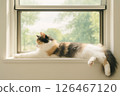 放鬆由窗口的貓 126467120