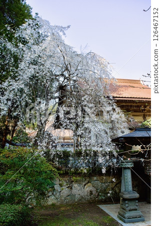 安來市雲壽寺早春的垂枝櫻花 126467152