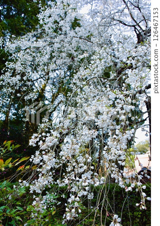 Weeping cherry blossoms at Unjuji Temple in early spring in Yasugi City 126467153