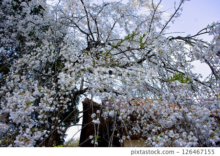 Weeping cherry blossoms at Unjuji Temple in early spring in Yasugi City Weeping cherry blossoms at Unjuji Temple in early spring in Yasugi City 126467155