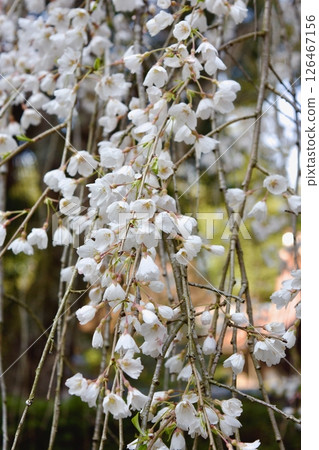 Weeping cherry blossoms at Unjuji Temple in early spring in Yasugi City Weeping cherry blossoms at Unjuji Temple in early spring in Yasugi City 126467156