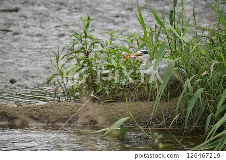 Heron Heron 126467219