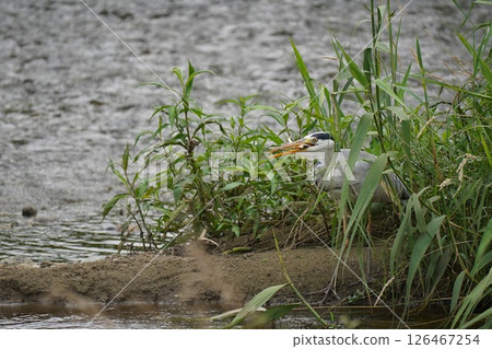 Heron 126467254