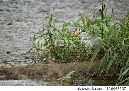 Heron Heron 126467267