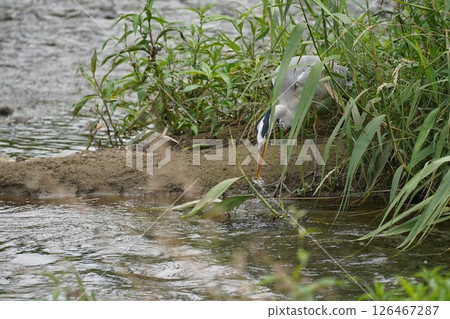 Heron Heron 126467287