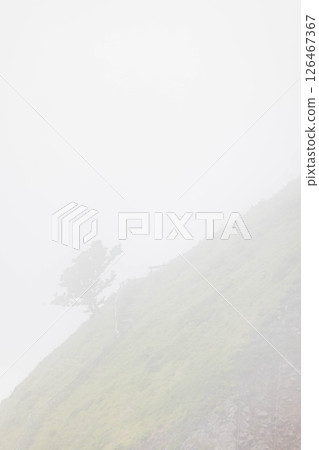 Trees in the fog Trees in the fog 126467367