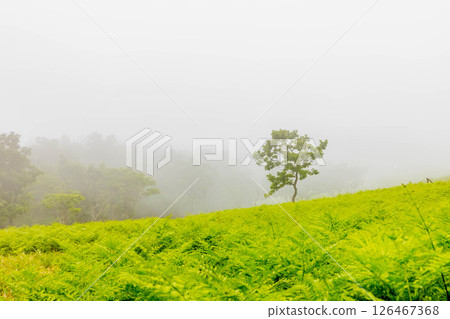 Trees in the fog Trees in the fog 126467368