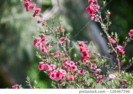 Leptospermum manuka, tea tree 126467396