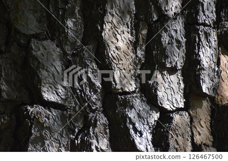 Background material with the theme of pine tree bark 126467500