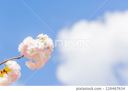 Double cherry blossoms Double cherry blossoms 126467634