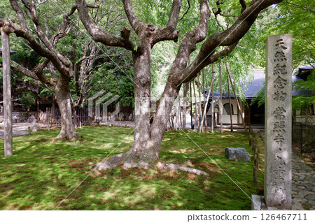 Kokonoe Sakura at Josho-ji Temple, Kyoto Prefecture 126467711