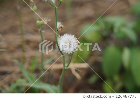 Plant 126467775