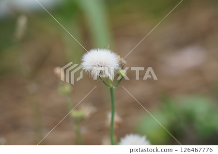 廠 廠 126467776