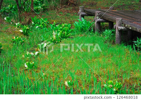 開達高原水生植物園，臭菘花盛開 126468018