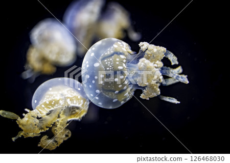 Floating jellyfish Floating jellyfish 126468030