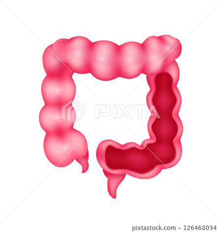 Cross section of human intestine internal organ anatomy model isolated on white background. Medicine and science concept. 3D icon vector illustration. For ads about health care. Cross section of human intestine internal organ anatomy model isolated on white background. Medicine and science concept. 3D icon vector illustration. For ads about health care. 126468034