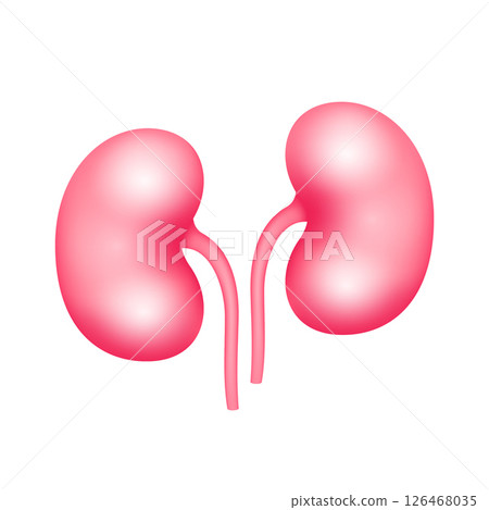Human kidney internal organ anatomy model isolated on white background. Science and medical concept. For ads about health care. 3D icon vector illustration. Human kidney internal organ anatomy model isolated on white background. Science and medical concept. For ads about health care. 3D icon vector illustration. 126468035