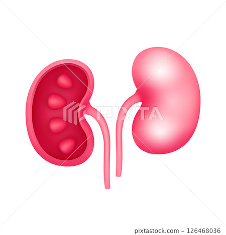 Cross section of human kiney internal organ anatomy model isolated on white background. Medicine and science concept. 3D icon vector illustration. For ads about health care. Cross section of human kiney internal organ anatomy model isolated on white background. Medicine and science concept. 3D icon vector illustration. For ads about health care. 126468036