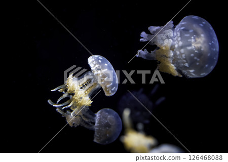 Floating jellyfish Floating jellyfish 126468088