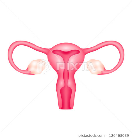 Female uterus internal organ anatomy model isolated on white background. Science and medical concept. For ads about health care. 3D icon vector illustration. 126468089