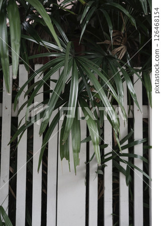 Palm botanical tree natural plant outdoor fence modern urban lifestyle garden design Palm botanical tree natural plant outdoor fence modern urban lifestyle garden design 126468154