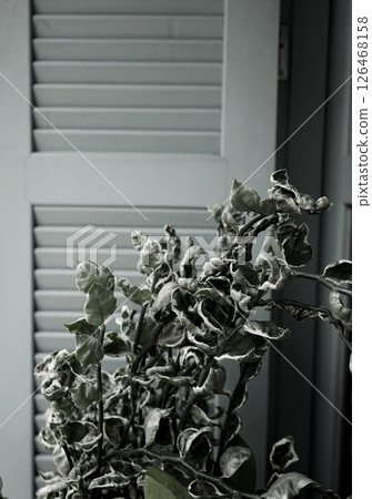 Floral botanical succulent houseplant decoration by the door grey palette urban living lifestyle Floral botanical succulent houseplant decoration by the door grey palette urban living lifestyle 126468158