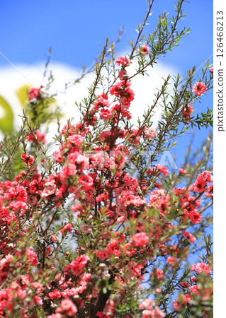 Manuka plum blossoms Manuka plum blossoms 126468213