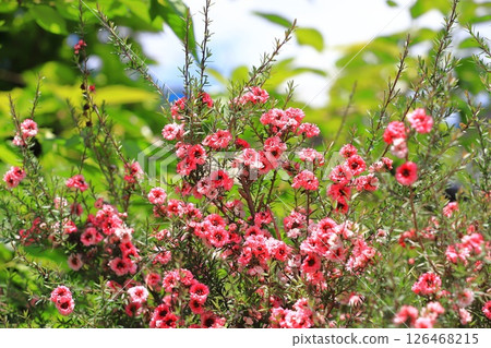 Manuka plum blossoms Manuka plum blossoms 126468215