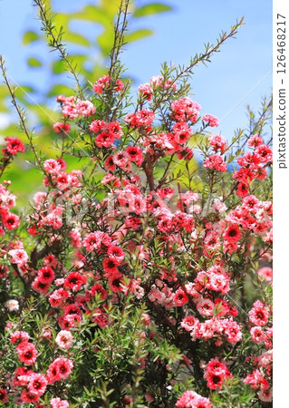 Manuka plum blossoms 126468217