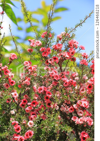 Manuka plum blossoms 126468218