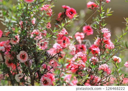 Manuka plum blossoms 126468222