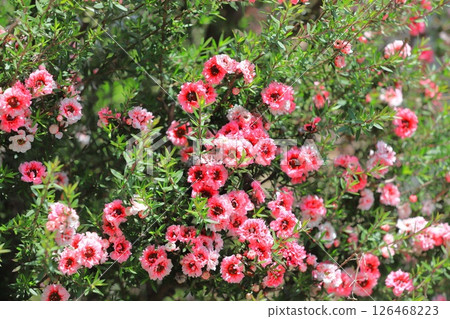 麥盧卡梅花 126468223