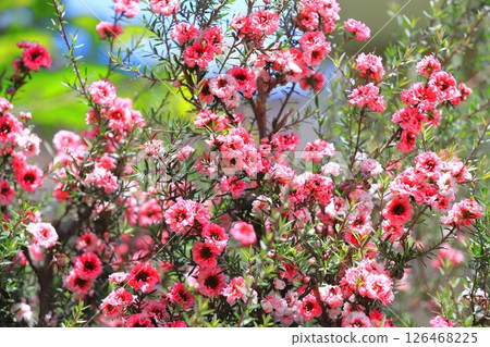 麥盧卡梅花 126468225