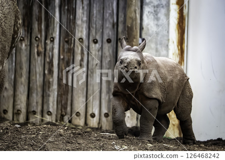 Indian rhinoceros baby 126468242