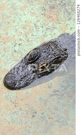 Alligator Head Partially Submerged A Close-Up Look at Wildlife in Its Natural Habitat 126468274
