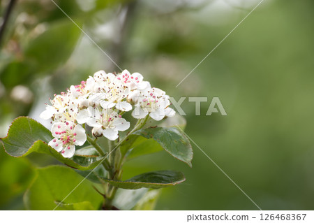 Aronia chokeberry blossoms, showcasing white flowers with pink stamens. 126468367