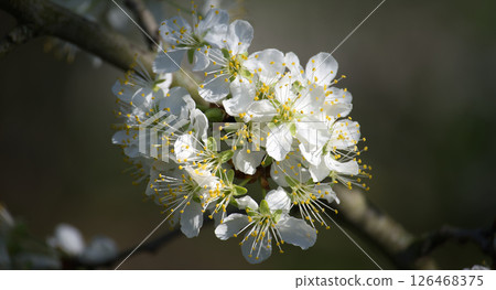 Vibrant plum blossoms cluster gracefully on a branch, illuminated by soft spring light. Vibrant plum blossoms cluster gracefully on a branch, illuminated by soft spring light. 126468375