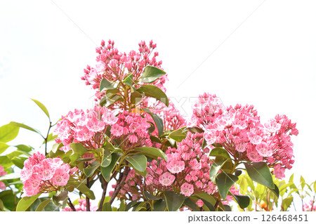 山月桂 山月桂 126468451