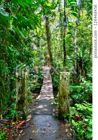 Narrow wooden suspension bridge surrounded by dense jungle foliage along the lush path to Ngardmau Waterfalls on Babeldaob island in Palau Narrow wooden suspension bridge surrounded by dense jungle foliage along the lush path to Ngardmau Waterfalls on Babeldaob island in Palau 126468456