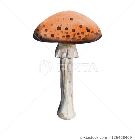 Fly agaric mushroom with a red cap and black dots. Poisonous plant. Autumn harvest, medicine for animals. Home decor. Watercolor illustration without background. Hand drawing. Fly agaric mushroom with a red cap and black dots. Poisonous plant. Autumn harvest, medicine for animals. Home decor. Watercolor illustration without background. Hand drawing. 126468469