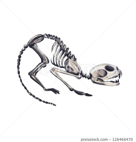 Skeleton of a cat. The cat is scared and hisses. She arched her back and is afraid. Halloween decor. Vintage romance. Gothic animals. Watercolor illustration without background. Hand drawing. Skeleton of a cat. The cat is scared and hisses. She arched her back and is afraid. Halloween decor. Vintage romance. Gothic animals. Watercolor illustration without background. Hand drawing. 126468470