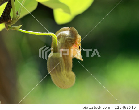 愛知縣森林公園的多年生藤本植物:馬兜鈴科(丹澤馬兜鈴科) 愛知縣森林公園的多年生藤本植物:馬兜鈴科(丹澤馬兜鈴科) 126468519