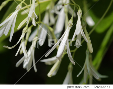 木犀科夾竹桃的開花 126468534