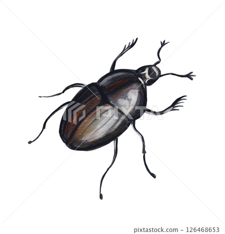 Black beetle. Scarab or dung beetle. Thin legs and hairy antennae. Small head. Shiny shell. Watercolor illustration isolated from background. Hand drawn. High quality illustration Black beetle. Scarab or dung beetle. Thin legs and hairy antennae. Small head. Shiny shell. Watercolor illustration isolated from background. Hand drawn. High quality illustration 126468653
