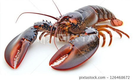 close-up of a lobster, specifically a spiny lobster, on a white background. The lobster is facing towards the right side of the image and its body is elongated and pointed. close-up of a lobster, specifically a spiny lobster, on a white background. The lobster is facing towards the right side of the image and its body is elongated and pointed. 126468672