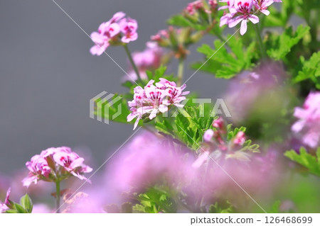 Full bloom of fragrant hollyhock (Pelargonium nigricans) 126468699