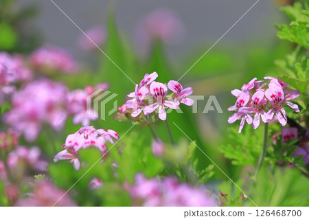 Full bloom of fragrant hollyhock (Pelargonium nigricans) Full bloom of fragrant hollyhock (Pelargonium nigricans) 126468700