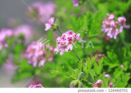 Full bloom of fragrant hollyhock (Pelargonium nigricans) Full bloom of fragrant hollyhock (Pelargonium nigricans) 126468701